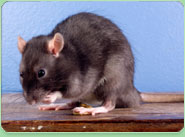 rat control Kingsbury