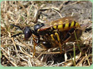 wasp control Kingsbury